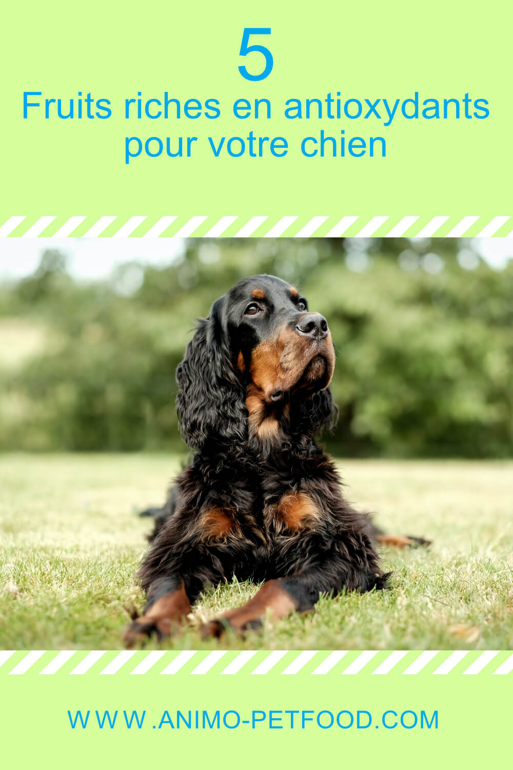 fruits-riches-en-antioxydants-pour-votre-chien